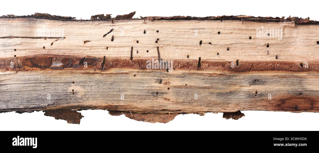 primo piano di tronchi di legno spaccati con danni da insetti, superficie a grana di colore chiaro impregnata di fori e tunnel scuri, concetti di infestazione parassitaria Foto Stock