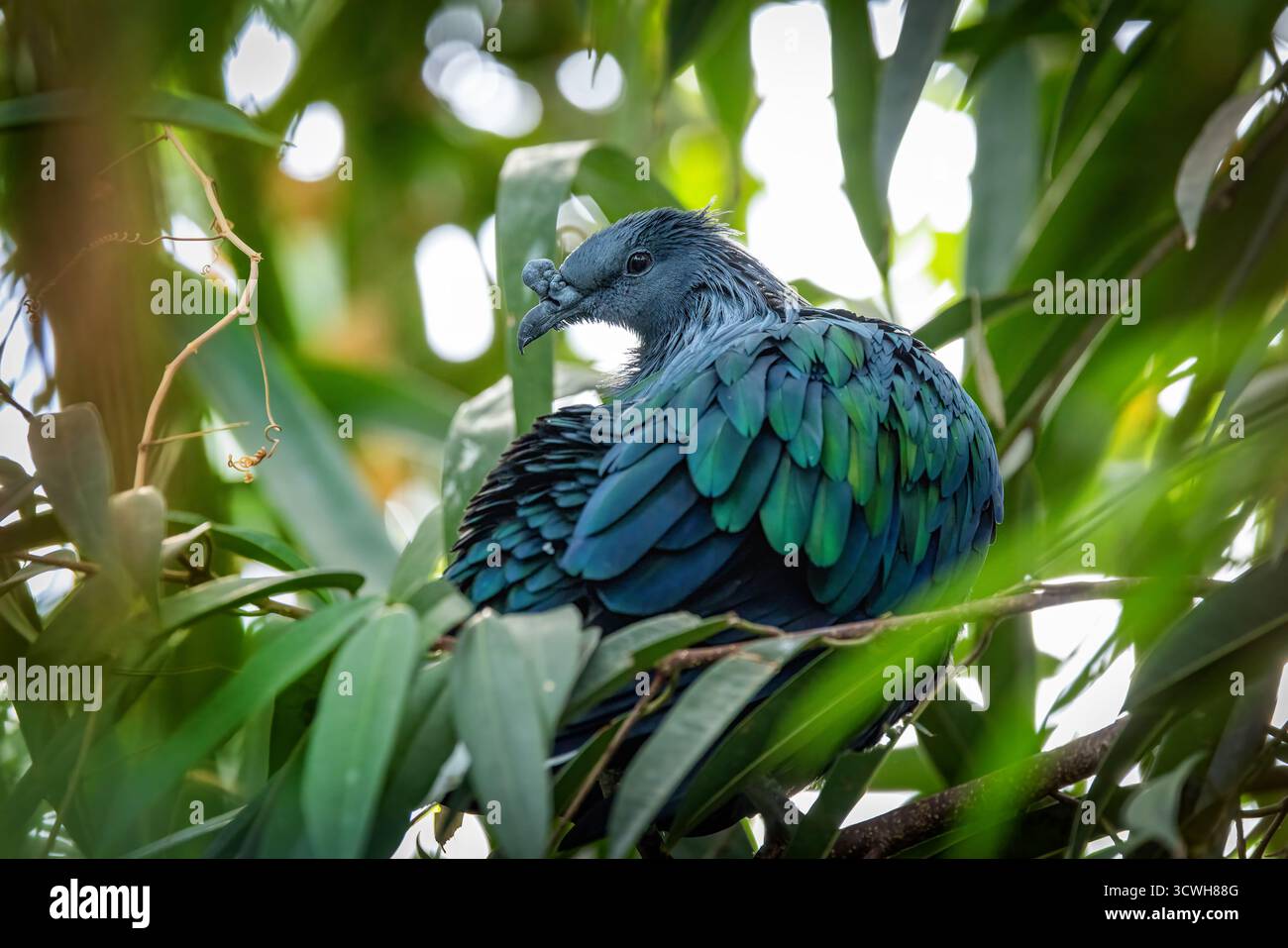 Nicobar piccione, caloenas nicobarica, l'unico membro vivente del genere Caloenas, e può essere il parente vivente più vicino del dodo estinto. Foto Stock