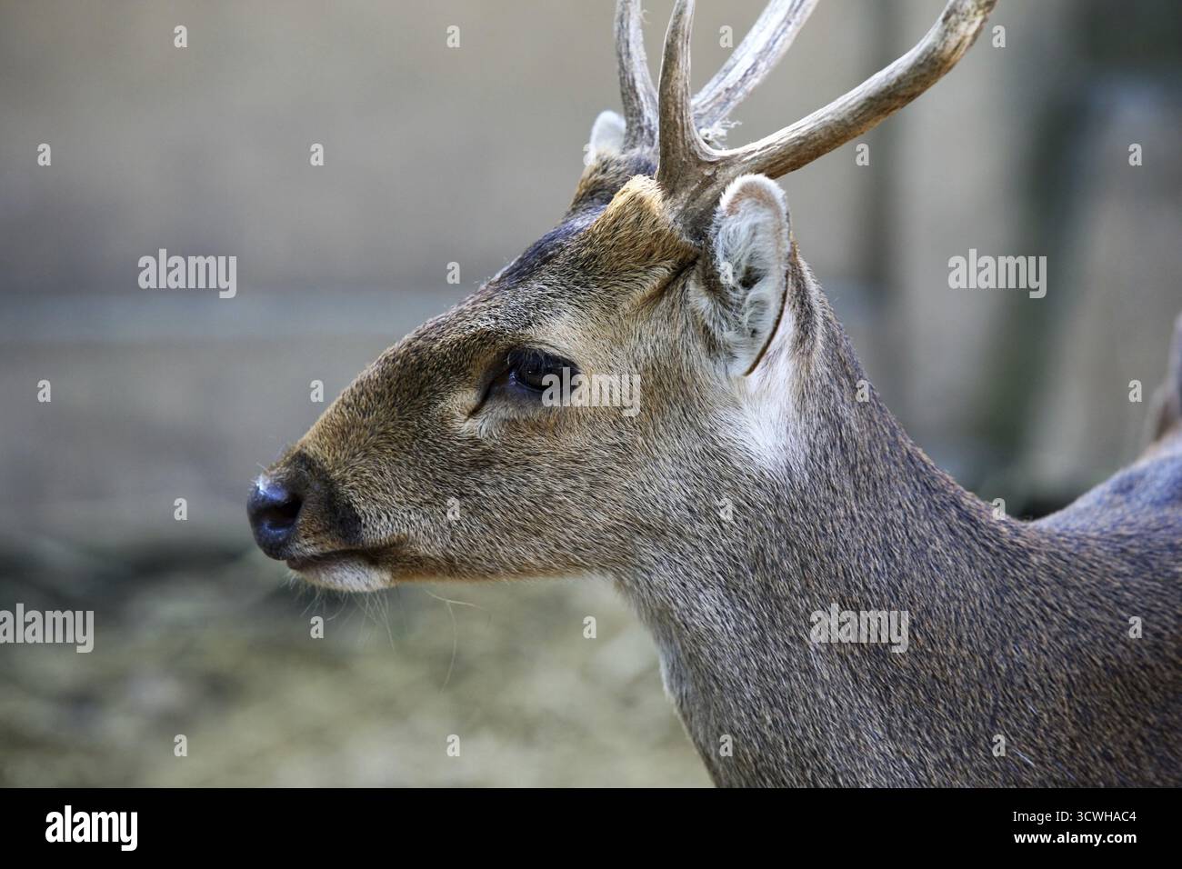 Doe ritratto dettagliato isolato su sfondo di foresta in California. Parco Nazionale di Yosemite Foto Stock