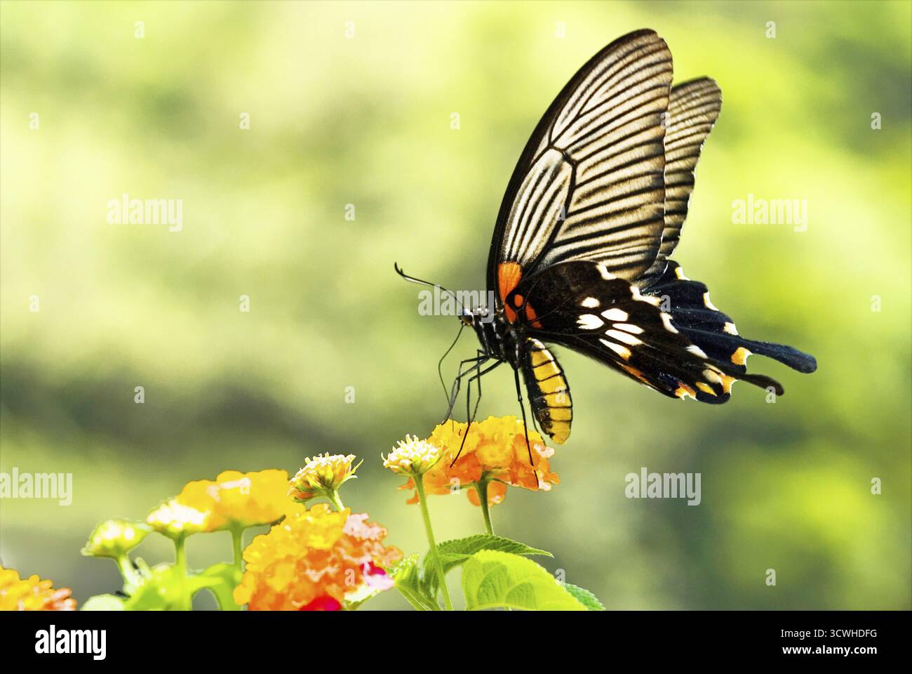 Un'ottima farfalla di coda di rondine che si nutre di fiori in giardino Foto Stock