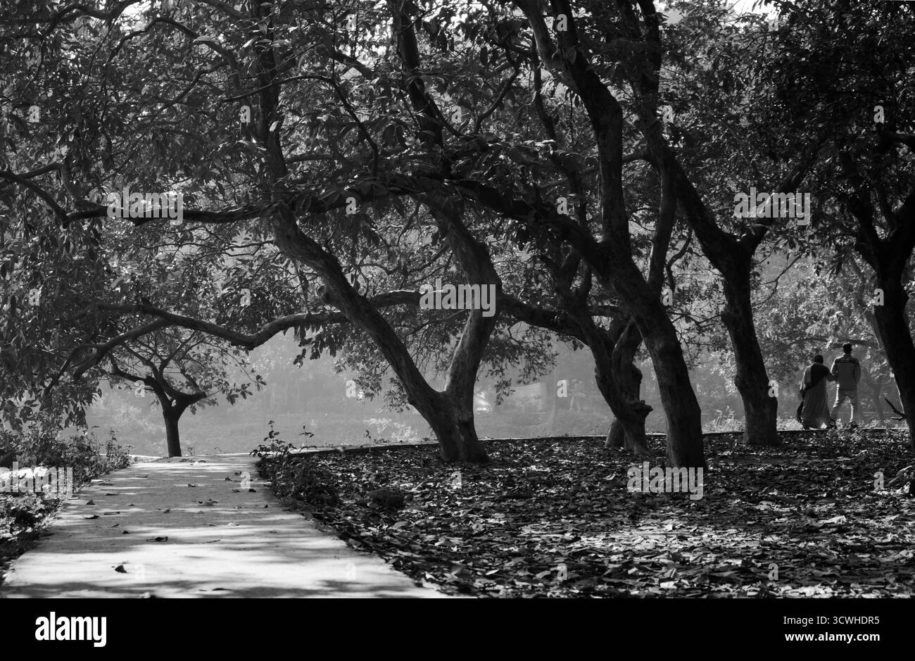 Fotografia in bianco e nero di un tranquillo sentiero del parco fiancheggiato da alti alberi con rami curvi e foglie sparse e due persone che si allontanano Foto Stock
