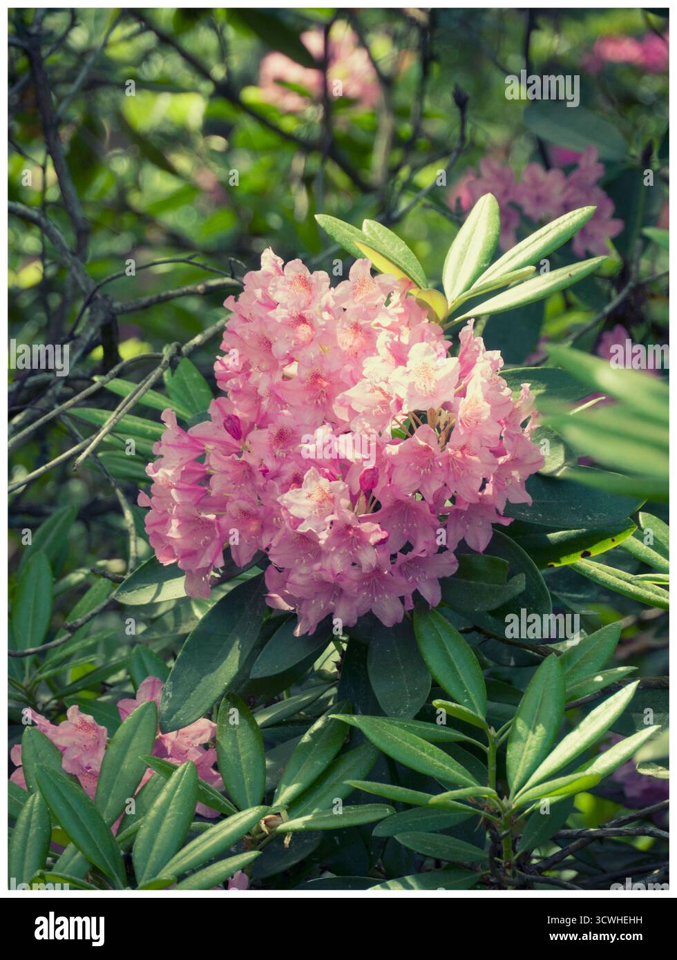 Un gruppo di fiori rosa rododendro o azalea baciati dalla calda luce del sole, circondati da foglie di verde intenso in un giardino. Foto Stock