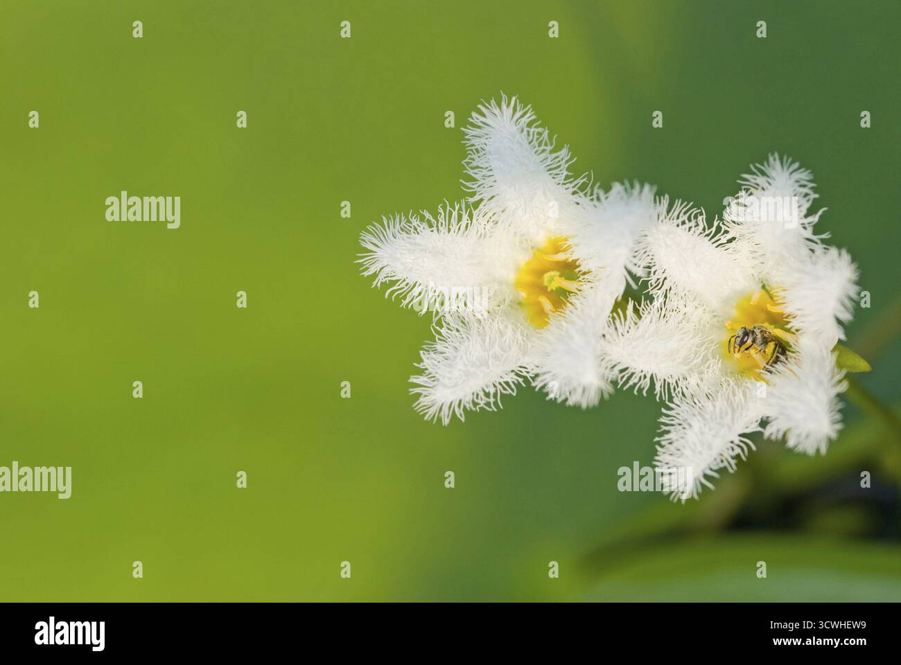 Fiocco di neve con acqua, Floatingheart indiano, pianta acquatica, Taiwan, Asia orientale Foto Stock