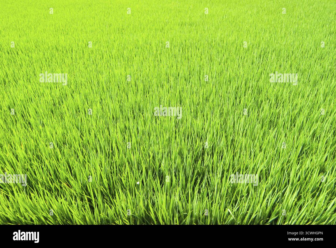 Erba fresca terra, inerbimento ordinato e pulito Foto Stock