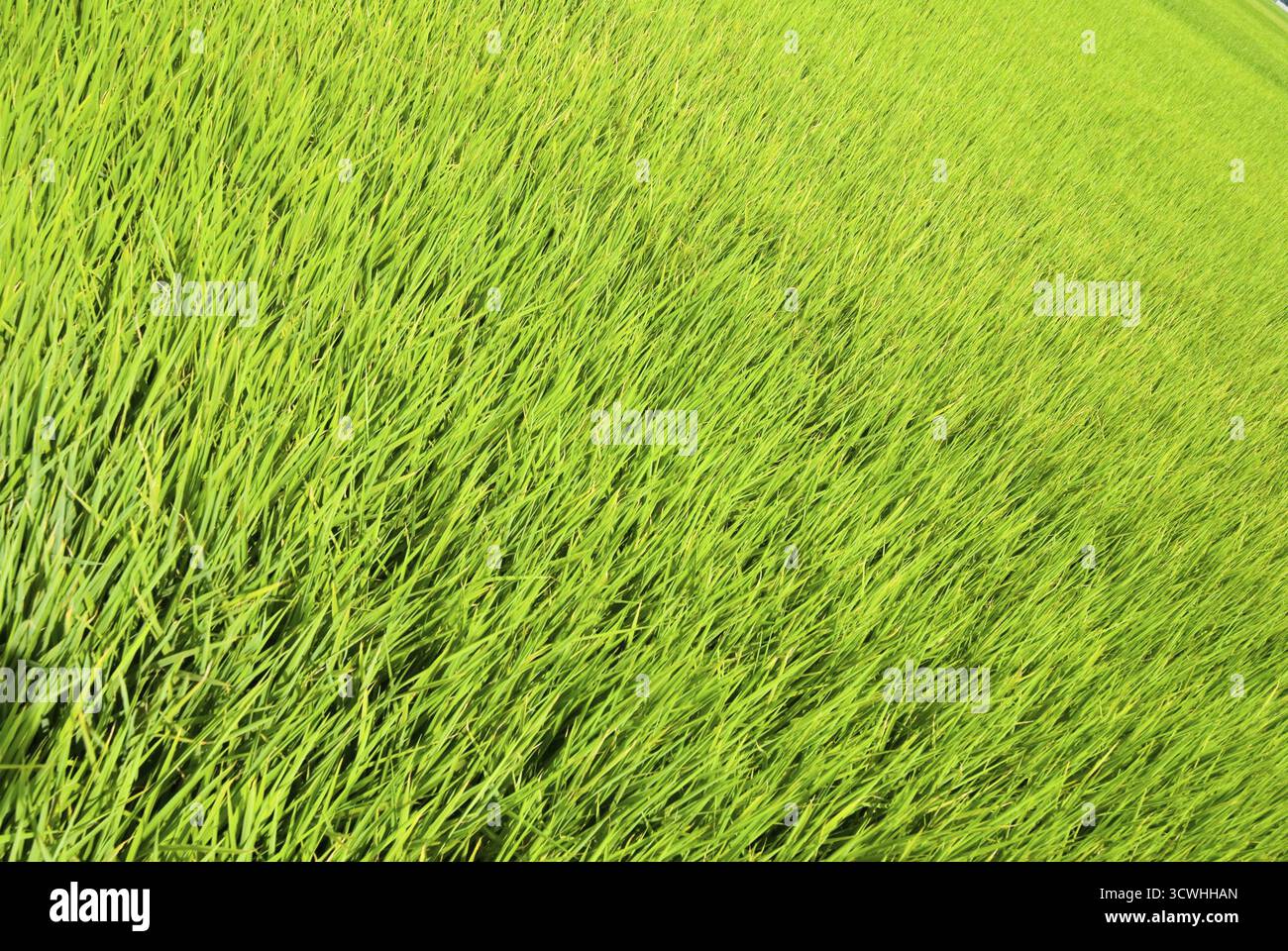 Erba fresca terra, inerbimento ordinato e pulito Foto Stock