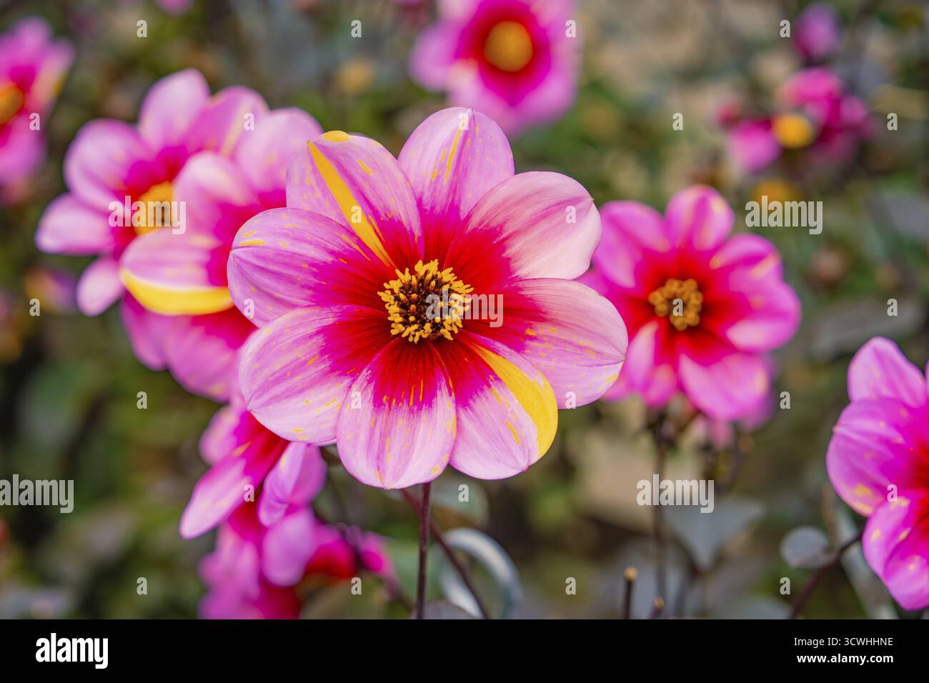 Fiori di dahlia rosa brillante con accenti gialli in un giardino alla luce del giorno, isola dei fiori di Mainau, lago di Costanza, Germania Foto Stock