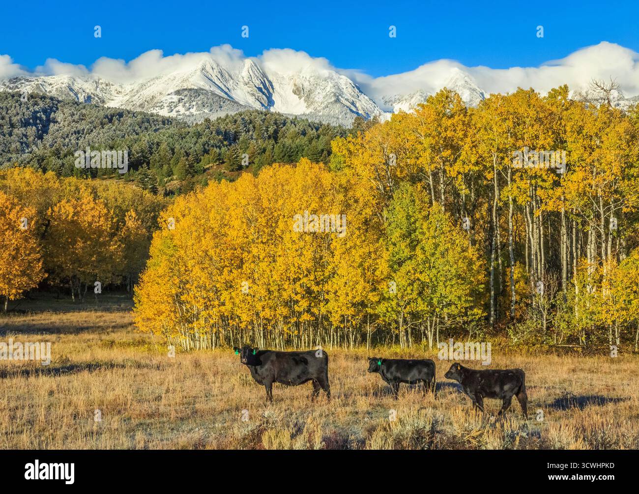 pioppo autunnale e bestiame pascolano in un prato sotto le cime innevate della catena bridger, vicino a wilsall, montana Foto Stock