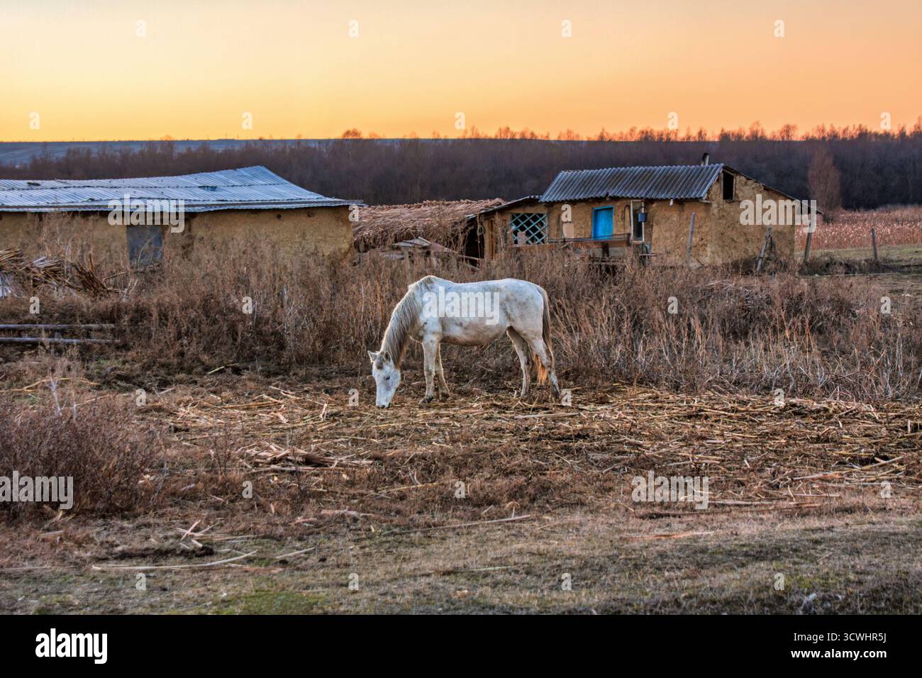 Povertà nel villaggio di campagna della Romania, case di fango e cavalli bianchi che pascolano su erba secca Foto Stock