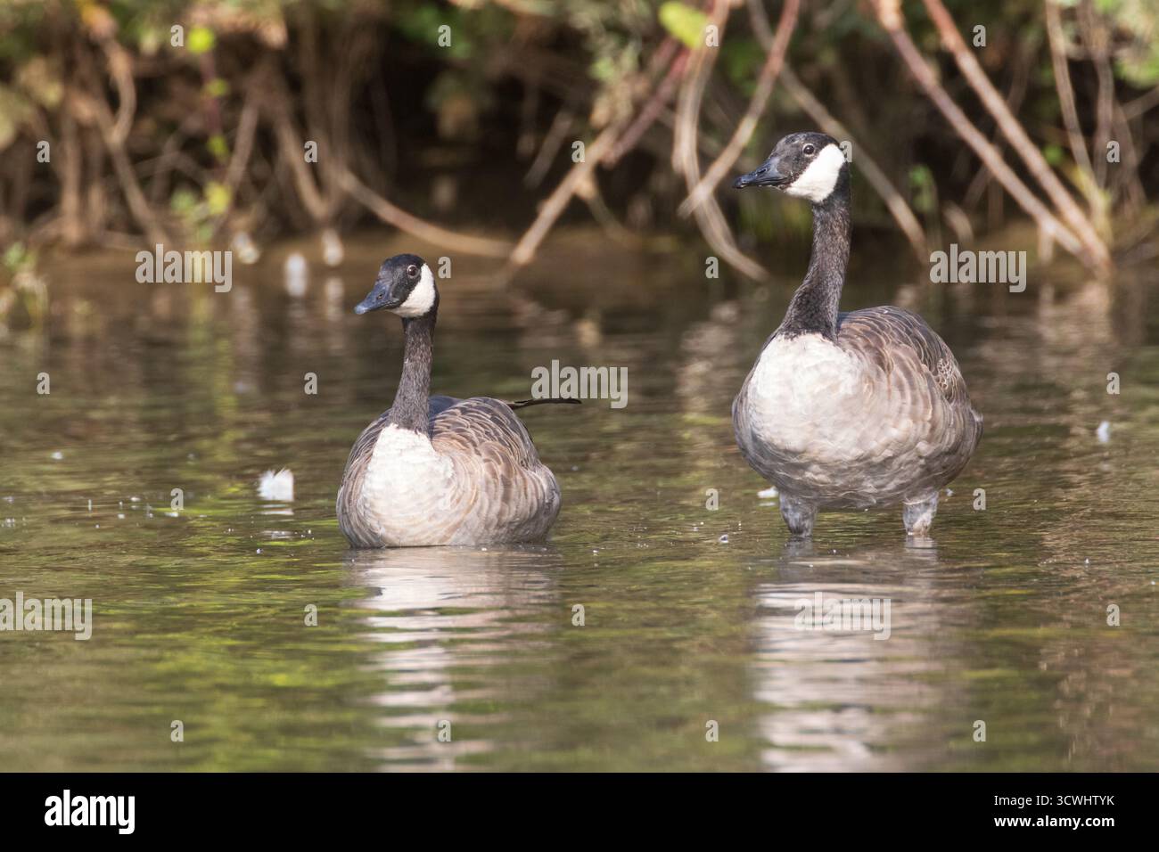 Coppia di oche del Canada (Branta canadensis) che si tuffano nel fiume Sacramento vicino al Turtle Bay Exploration Park a Redding, California. Foto Stock