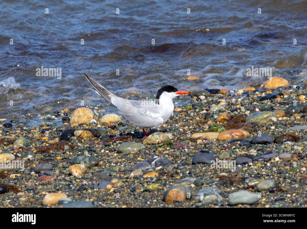 I comuni Tern si riproducono in colonie come Cemlyn Bay in Anglesey. Migrano verso la costa dell'Africa occidentale per l'inverno tornando negli stessi siti di nido Foto Stock