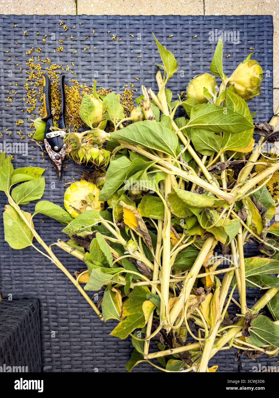 Piante di girasole appena raccolte con cesoie per potatura e semi sparsi su una superficie di vimini nero Foto Stock