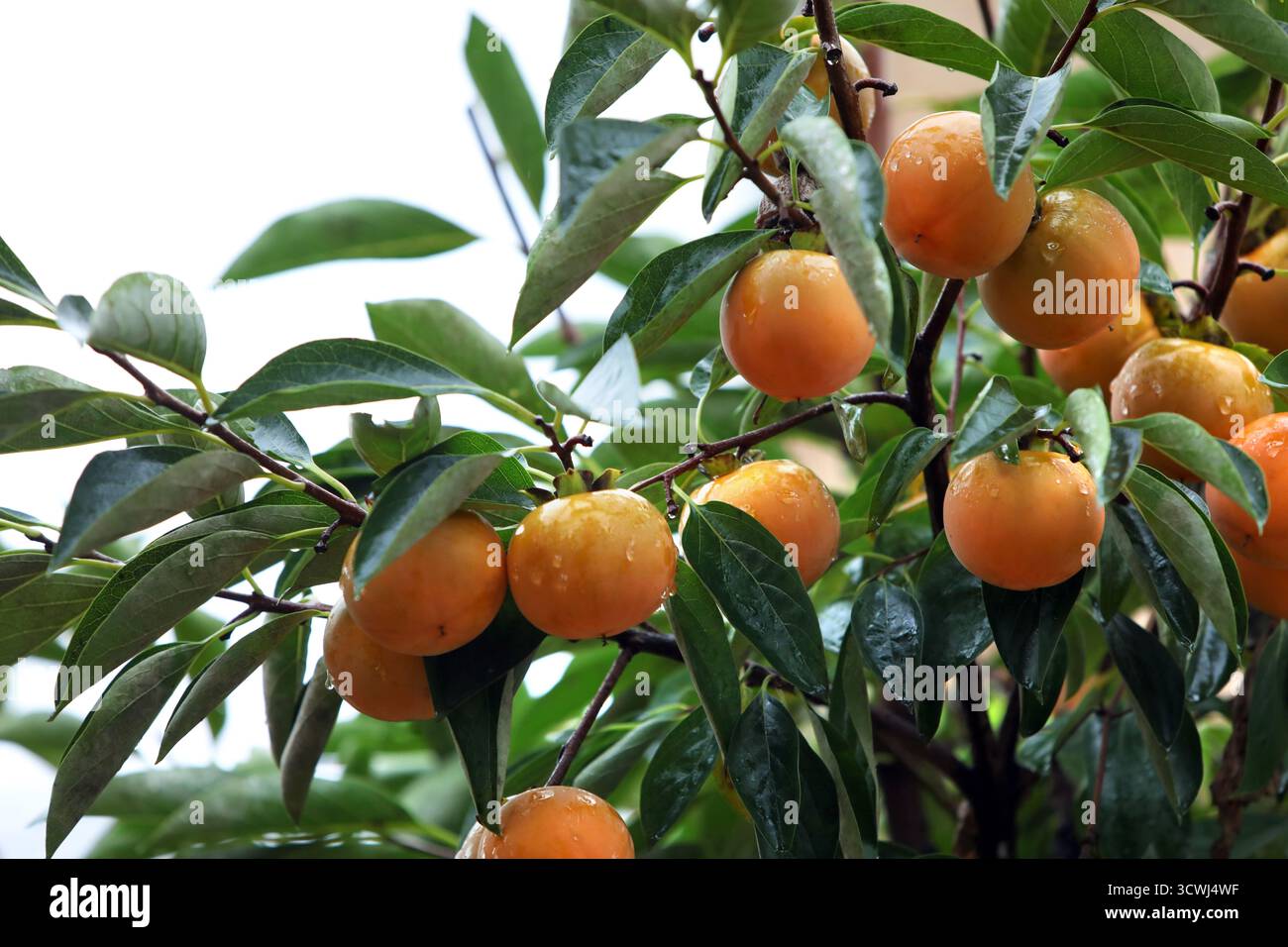 Una vista di un frutteto sotto la pioggia, con cachi maturi appesi in gruppi da un ricco albero autunnale di cachi e deliziosi cachi gialli. Foto Stock