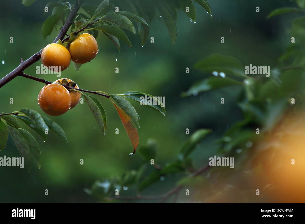 Una vista di un frutteto sotto la pioggia, con cachi maturi appesi in gruppi da un ricco albero autunnale di cachi e deliziosi cachi gialli. Foto Stock