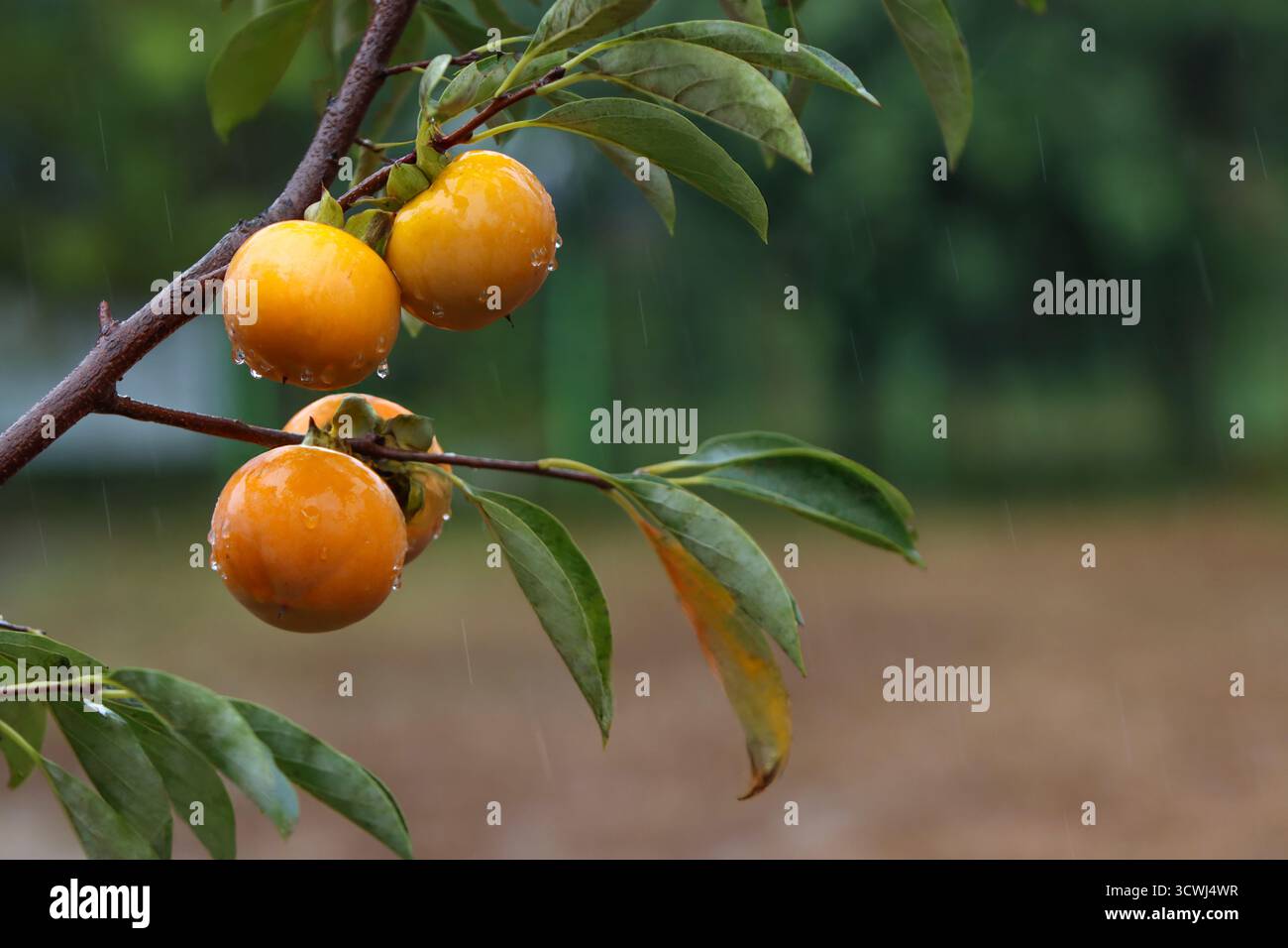 Una vista di un frutteto sotto la pioggia, con cachi maturi appesi in gruppi da un ricco albero autunnale di cachi e deliziosi cachi gialli. Foto Stock