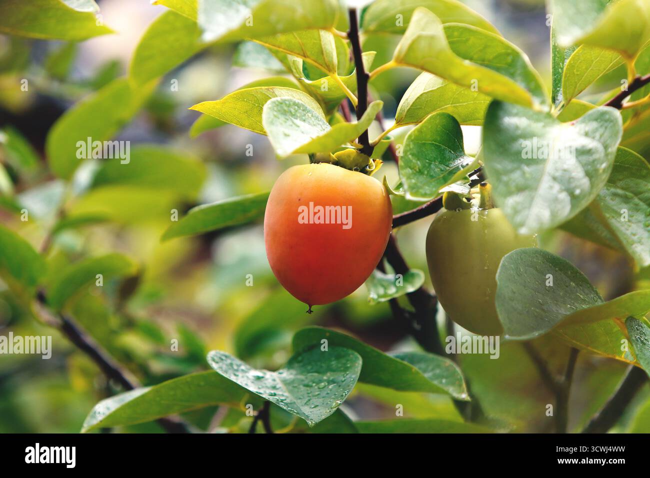 Una vista di un frutteto sotto la pioggia, con cachi maturi appesi in gruppi da un ricco albero autunnale di cachi e deliziosi cachi gialli. Foto Stock