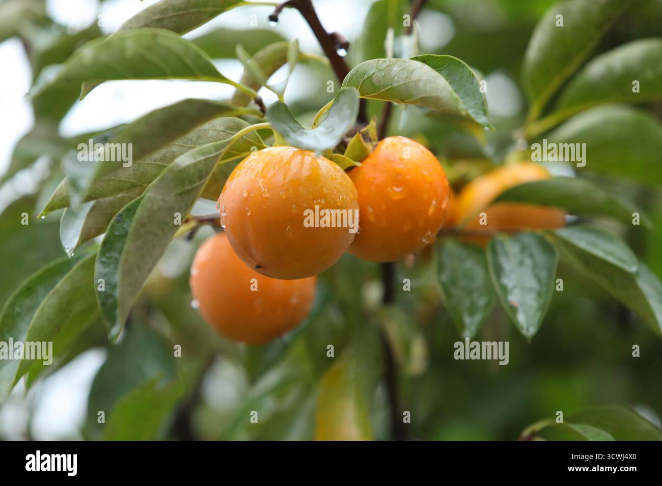Una vista di un frutteto sotto la pioggia, con cachi maturi appesi in gruppi da un ricco albero autunnale di cachi e deliziosi cachi gialli. Foto Stock