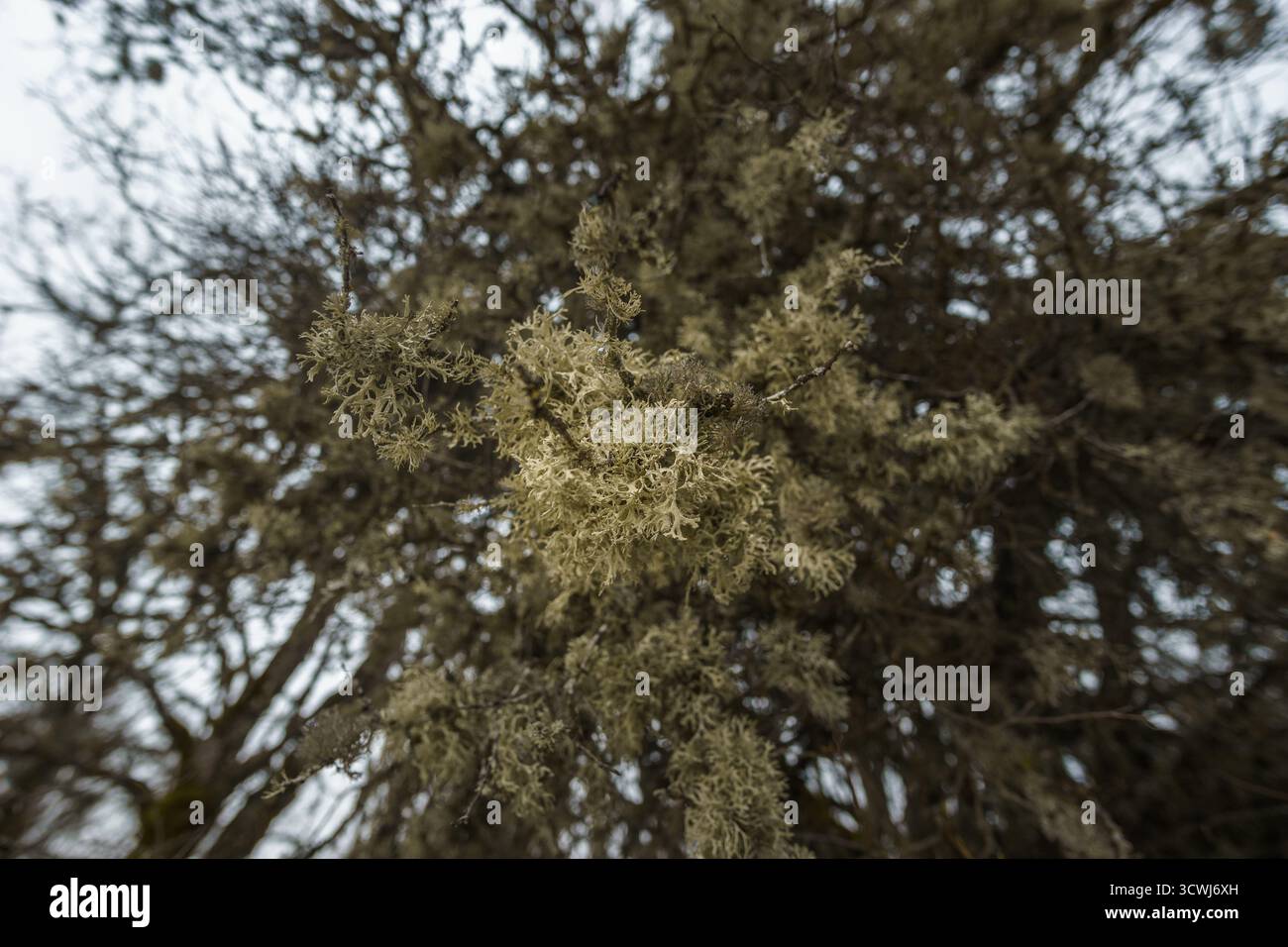 Wolf Lichen cresce sulla corteccia degli alberi dei Monti Pindo in una buia giornata invernale con atmosfera suggestiva, Epiro, Grecia Foto Stock
