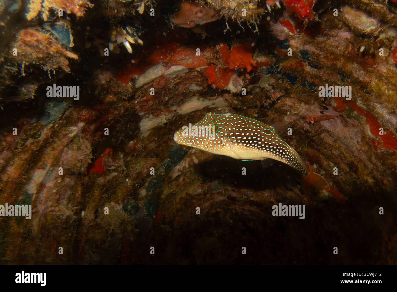 Un piccolo e bellissimo pesce in una pipa sott'acqua. Foto di un toby, Canthigaster margaritata. Foto di Hurghada, Egitto Foto Stock