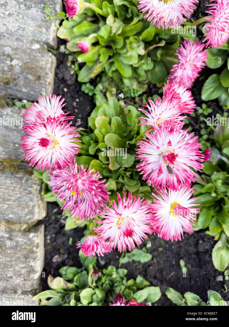Vista dall'alto dei vivaci fiori rosa e bianco di bellis perennis che crescono in un letto da giardino con fogliame verde circostante Foto Stock