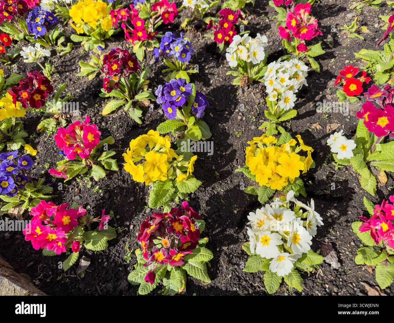 Un vibrante letto giardino che mostra una varietà di primrose colorate o polianto in piena fioritura. - Immagine stock catturata con smartphone