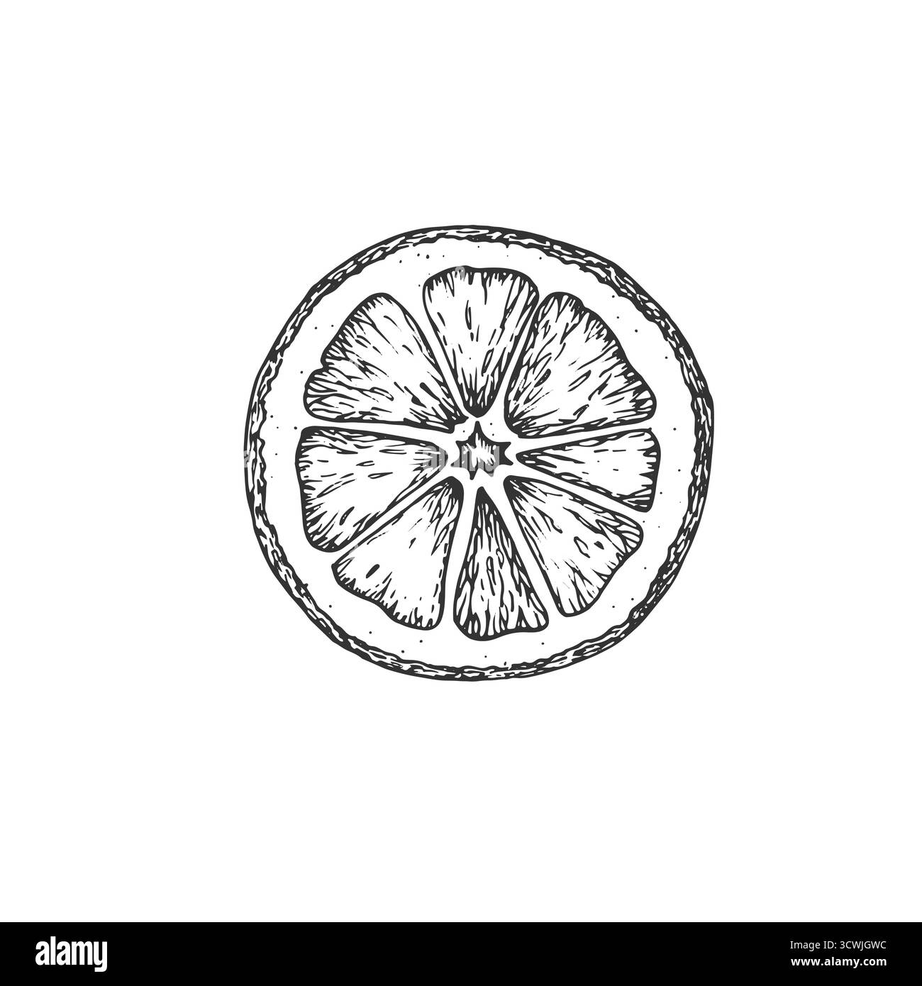 Schizzo grafico della sezione arancione essiccata. Illustrazione vettoriale disegnata a mano con inchiostro. Illustrazione Vettoriale