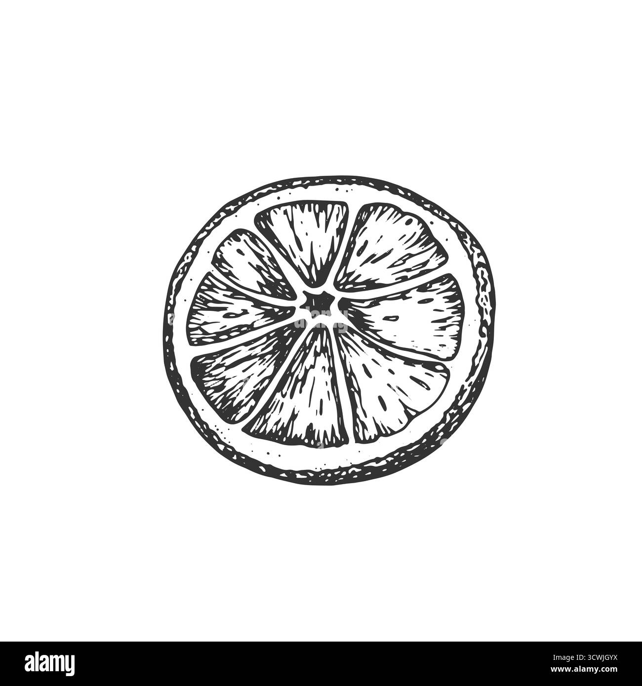 Schizzo grafico della sezione arancione essiccata. Illustrazione vettoriale disegnata a mano con inchiostro. Illustrazione Vettoriale