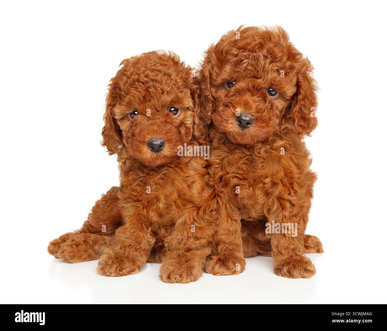 Due adorabili cuccioli rossi a forma di barboncino seduti a stretto contatto su uno sfondo bianco Foto Stock