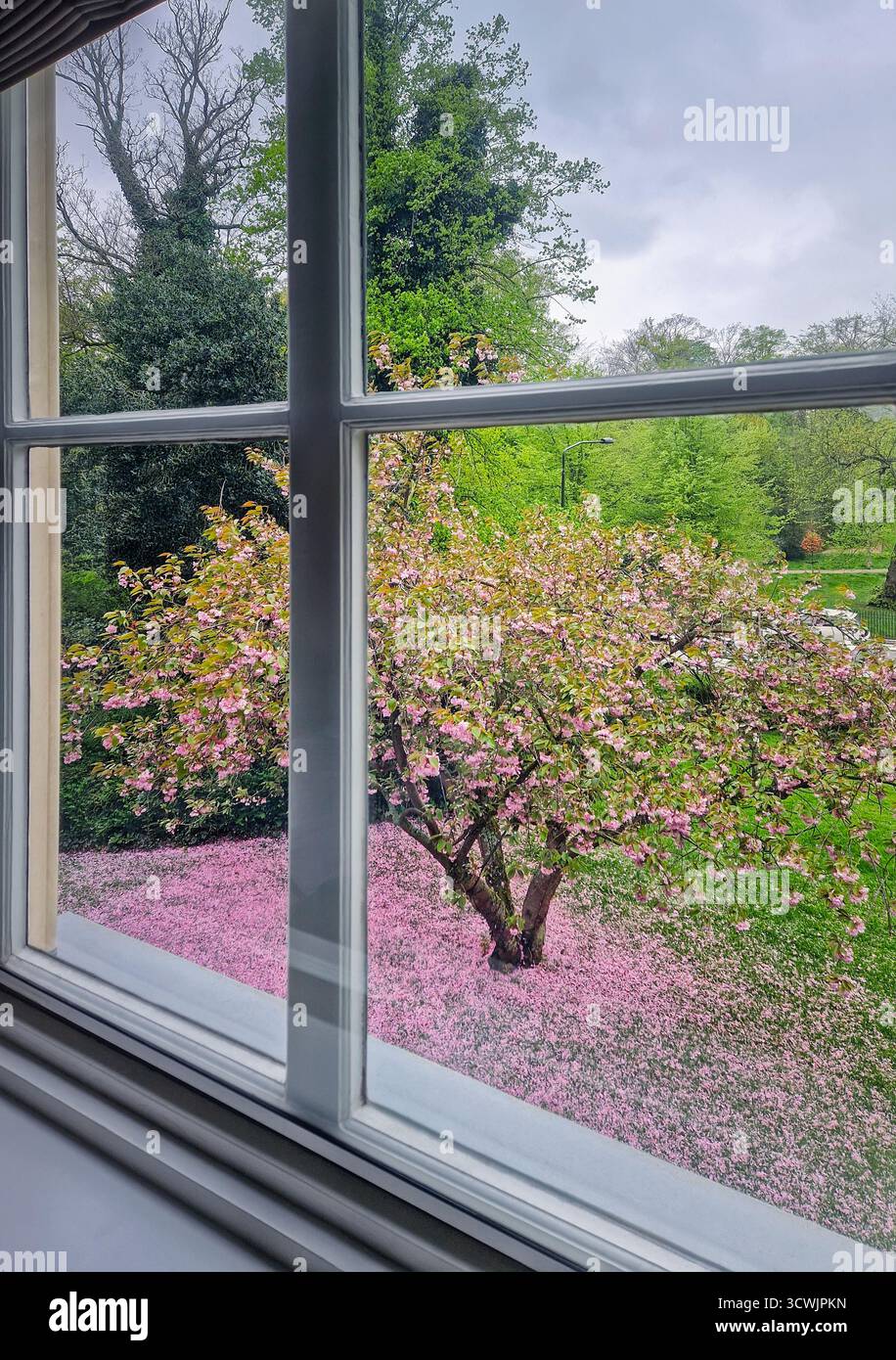 Una vista dalla finestra di un albero di sakura fiorito in primavera. Il fiore di ciliegio rosa crea un tappeto spesso e rosato sull'erba verde fresca Foto Stock