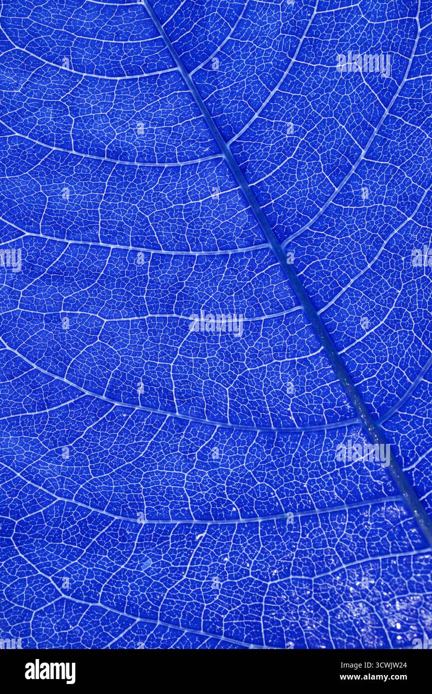 Primo piano macro dettagliato di vene di foglie blu che mostrano intricati motivi e trame naturali. Foto Stock