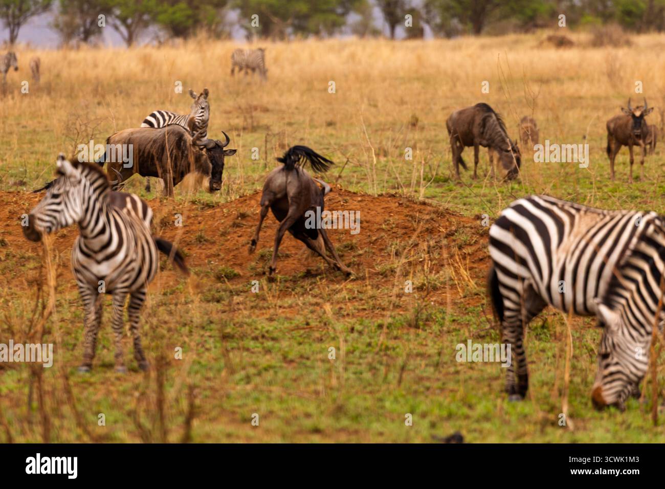 Zebra e GNU pascolano nel Serengeti National Park, Tanzania. Uno degli GNU cala la terra, magari in gioco o in difesa. Foto Stock