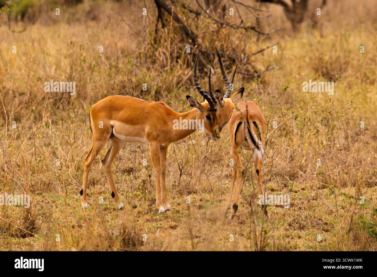 Due impala maschili interagiscono nel Serengeti National Park, Tanzania. Forse stanno testando la forza dell'altro. Foto Stock