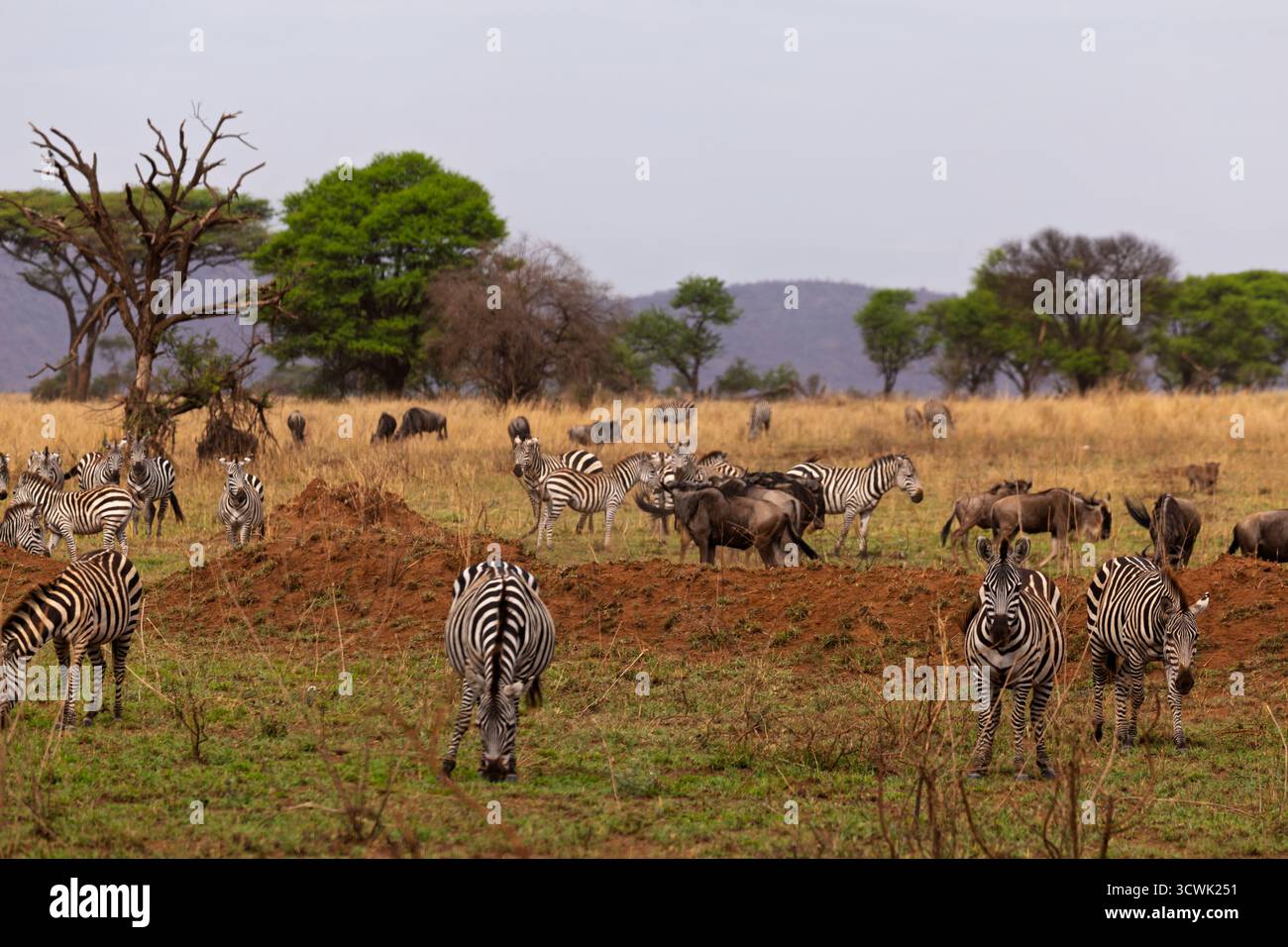 Zebre e GNU pascolano insieme nel Parco Nazionale del Serengeti, Tanzania, mostrando la variegata fauna selvatica della savana africana. Foto Stock