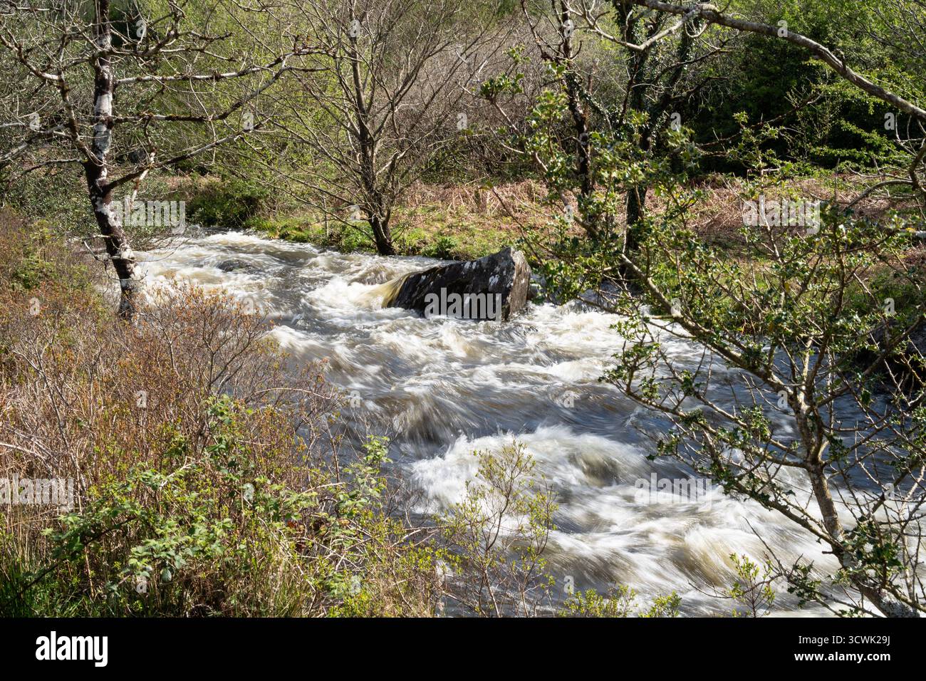 Cascate fluviali veloci attraverso boschi primaverili nella campagna del Lake District Foto Stock