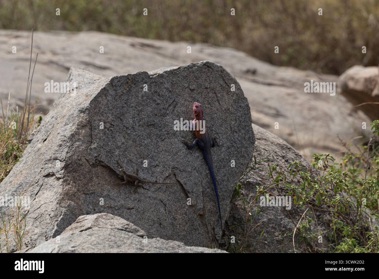 Una lucertola mwanza a testa piatta agama si getta su una roccia nel Parco Nazionale del Serengeti, Tanzania. Foto Stock