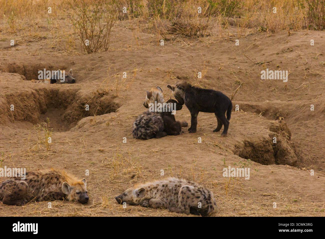 Il clan delle iena riposa vicino alla loro tana nel Parco Nazionale del Serengeti in Tanzania. I Cubs giocano mentre gli adulti si rilassano, mostrando la vita della famiglia nella natura selvaggia. Foto Stock