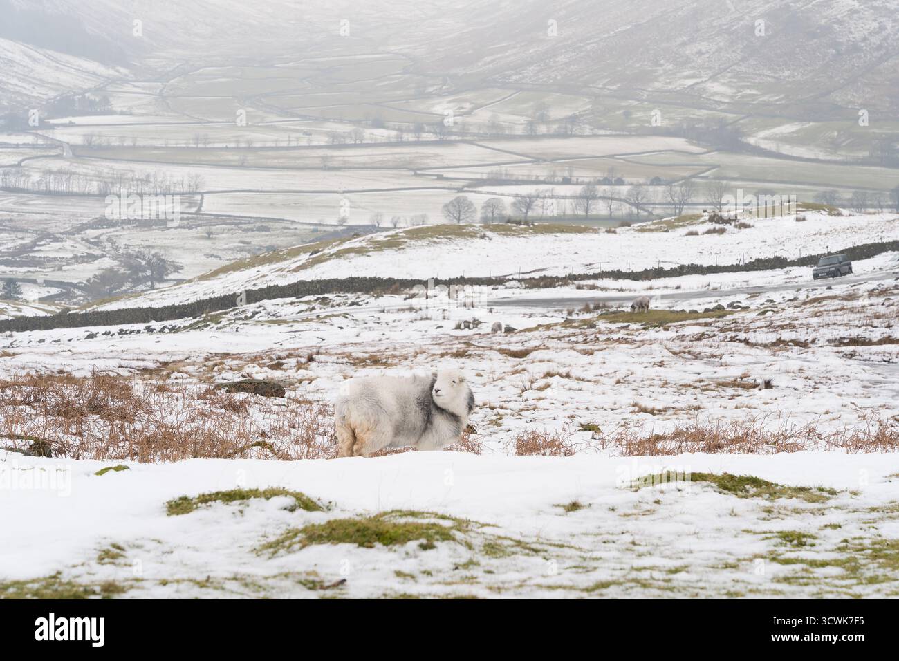 Pecore di Herdwick che pascolano nel paesaggio invernale innevato delle valli e delle colline del Lake District Foto Stock