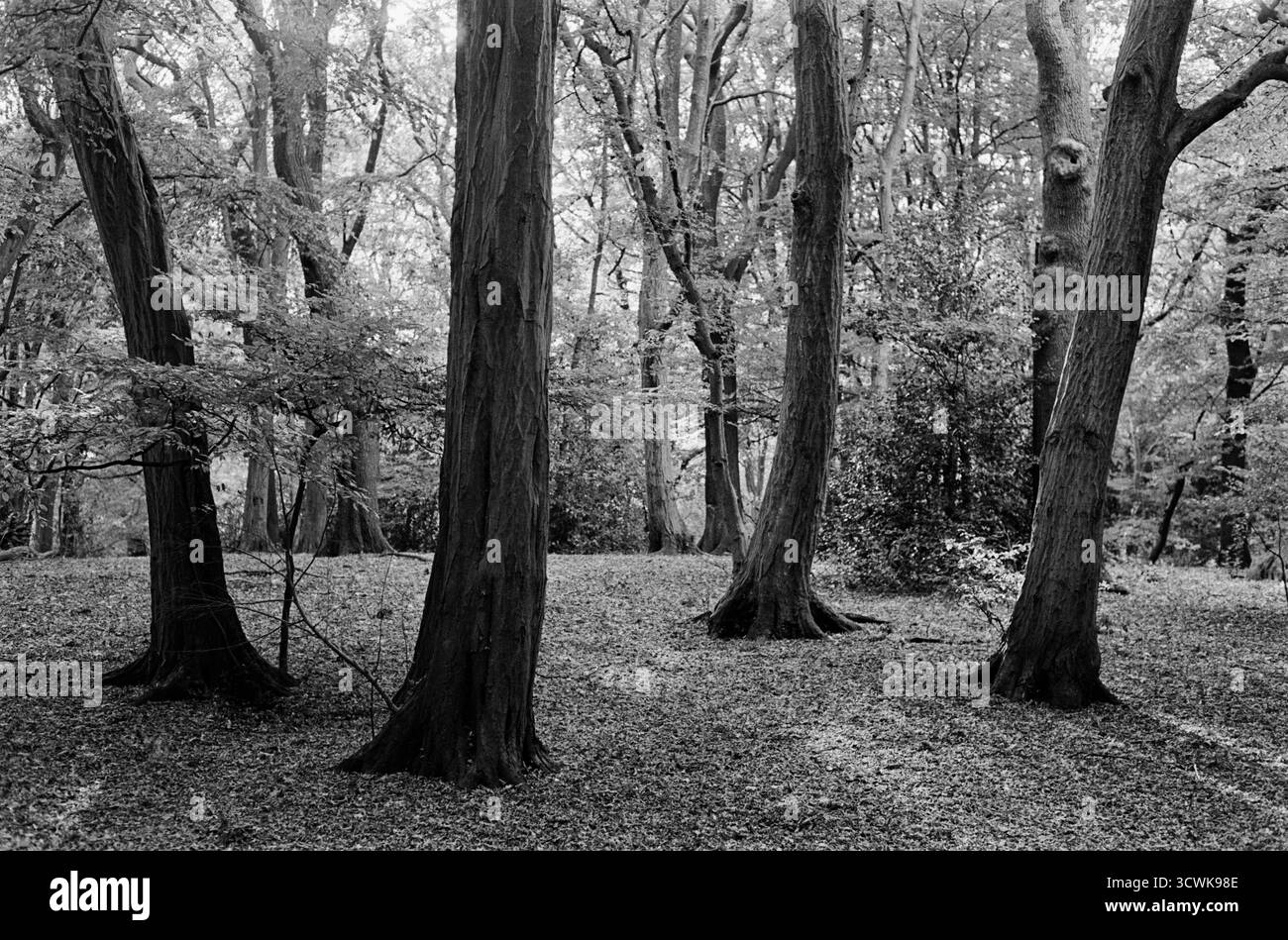 Alberi e luce del sole a Highgate Wood, Londra, Regno Unito Foto Stock