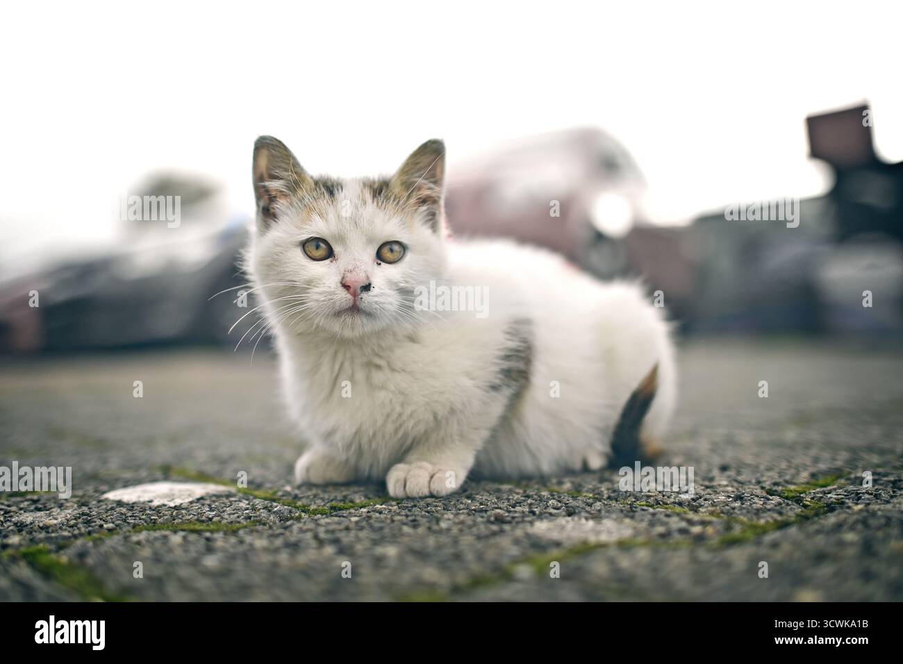 Ritratto di randagio Kitten abbandonato per strada. Foto Stock