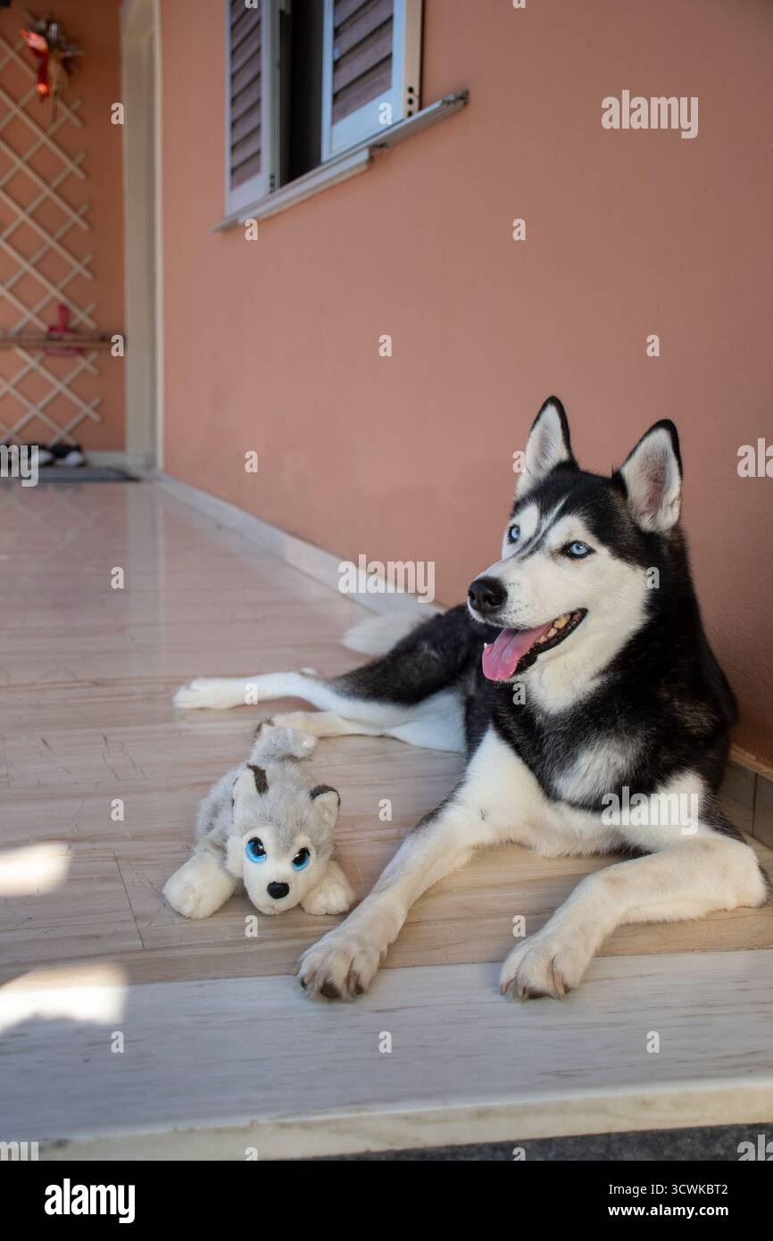 Ritratto di un felice Husky siberiano con gli occhi azzurri ipnotici, che si pascolano dolcemente mentre si trova su un pavimento fresco accanto al suo simpatico amico peluche. Un loy Foto Stock