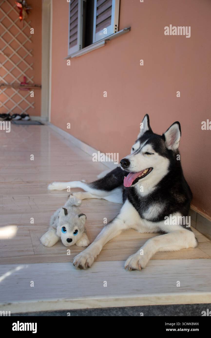 Un bellissimo Husky siberiano con gli occhi azzurri si rilassa su un portico piastrellato con il suo peluche preferito. Un ritratto verticale di un contente felice Foto Stock