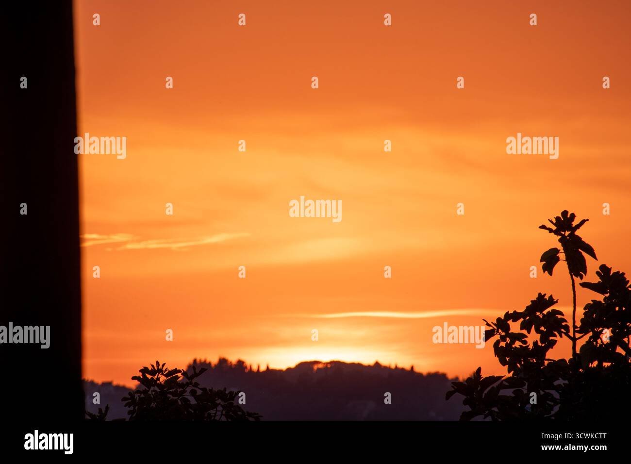 Un intenso primo piano quasi astratto di un tramonto, con un brillante cielo arancione-dorato che crea un caldo e vibrante bagliore dietro la delicata silhouette di un Foto Stock