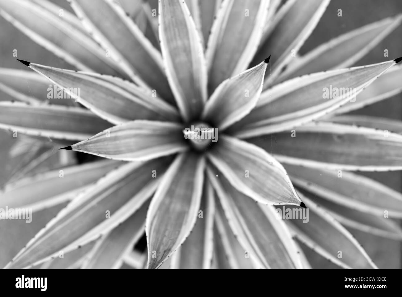 Agave americana, pianta piccante in bianco e nero Foto Stock
