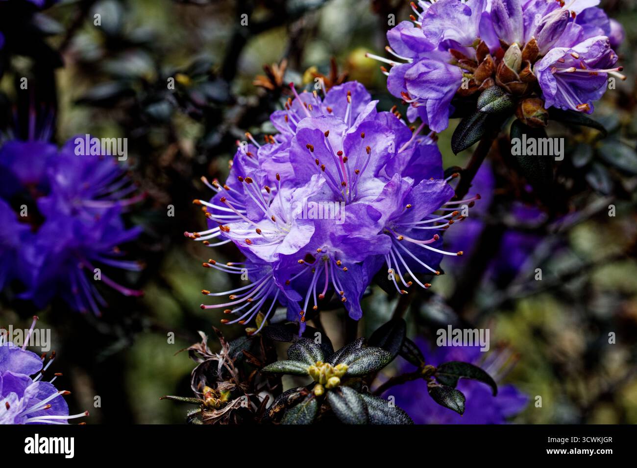 Rhododendron Bobs Blue produce piccoli fiori blu su un arbusto verticale. Foto Stock