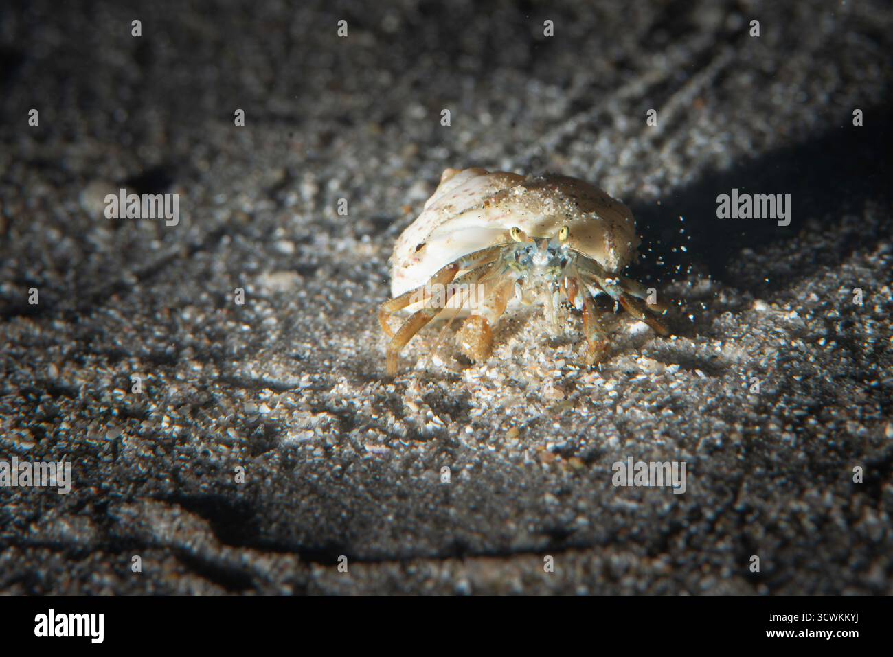 Un piccolo granchio eremita in una conchiglia, fotografato sott'acqua di notte. Foto Stock