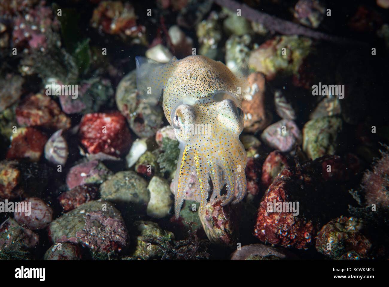 Calamari di coda corallina atlantica, noti anche come piccola seppia, (Sepiola atlantica). Foto Stock