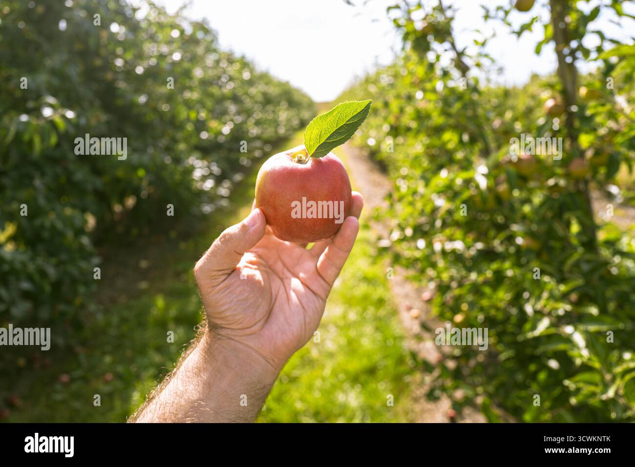 Mela in mano. Mela rossa fresca in mano. Primo piano di mela succosa in mano. Frutta sana in natura. Mano che tiene le mele mature all'aperto. Frutteto di mele. Foto Stock