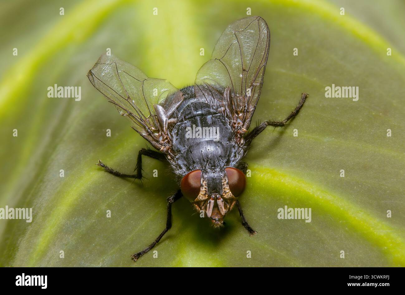 Foto macro di una casa vola su una foglia verde con ali dettagliate e occhi rossi Foto Stock