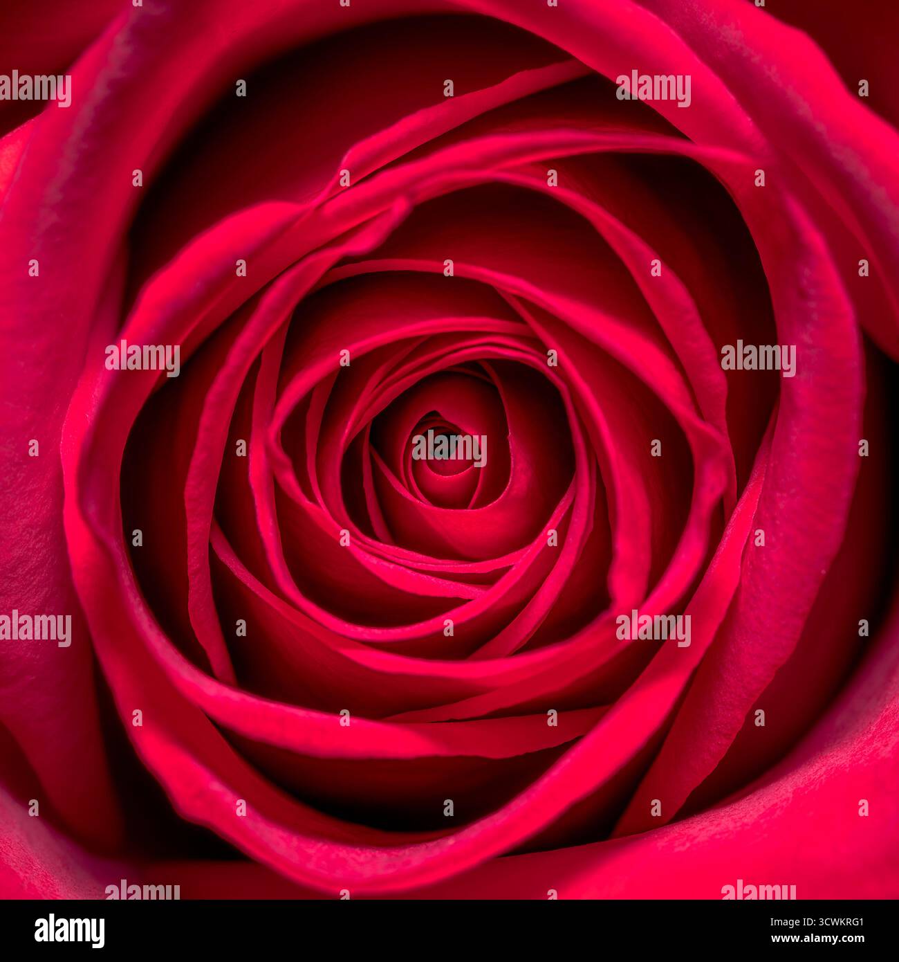 Primo piano in fiore di rosa rossa con delicati petali rosa che formano una rosetta a spirale, bellezza romantica Foto Stock