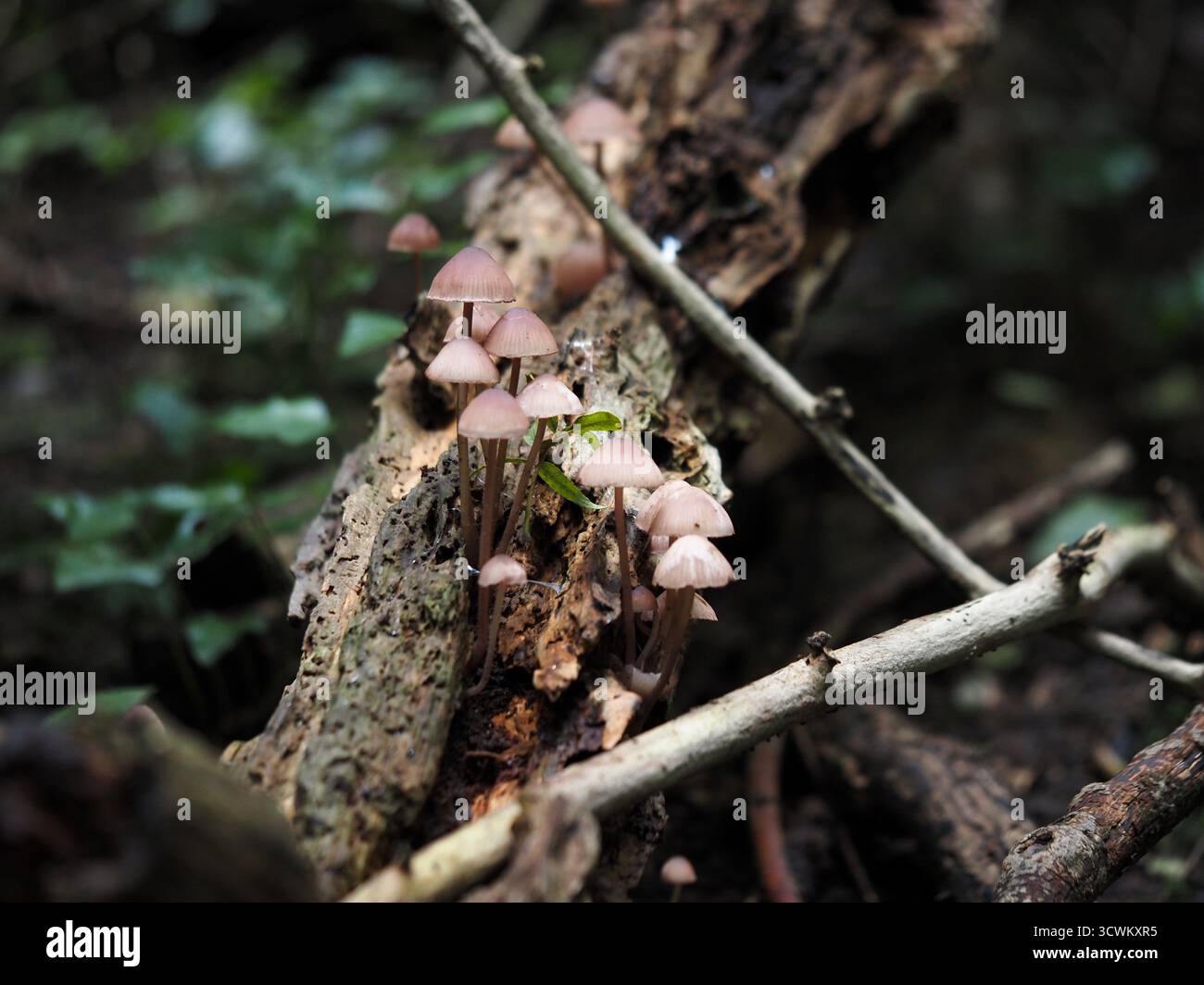 Casco da fata sanguinante, Mycena haematopus. Alexandra Park, Bath, Somerset, Regno Unito. Foto Stock