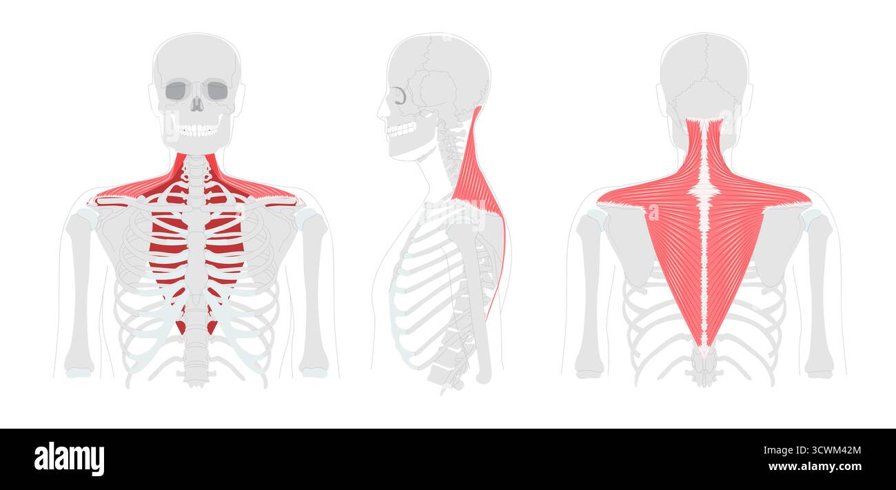Trapezio - grande muscolo umano della schiena e del collo mostrato nella mappa anatomica, a forma di trapezio, responsabile del movimento, della rotazione e della stabilizzazione della scapola, essenziale per la postura e il movimento delle spalle Illustrazione Vettoriale